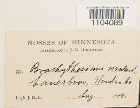 Brachythecium rivulare image