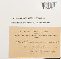 Brachythecium rivulare image