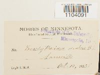 Brachythecium rivulare image