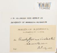 Brachythecium rivulare image