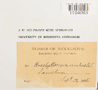 Brachythecium rivulare image