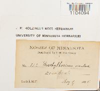 Brachythecium rivulare image