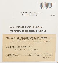 Brachythecium rivulare image