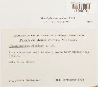 Brachythecium rivulare image