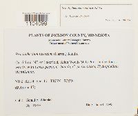 Brachythecium rivulare image