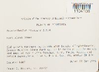 Brachythecium rivulare image