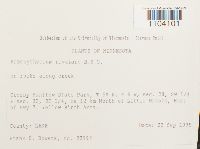 Brachythecium rivulare image