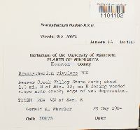 Brachythecium rivulare image