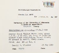 Brachythecium rivulare image