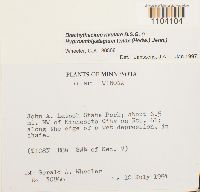 Brachythecium rivulare image