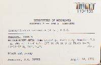 Sciuro-hypnum oedipodium image