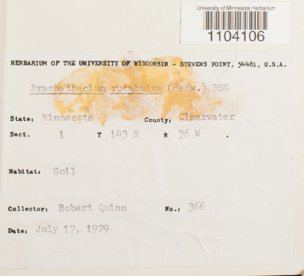 Brachythecium rutabulum image