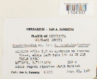 Brachythecium rutabulum image