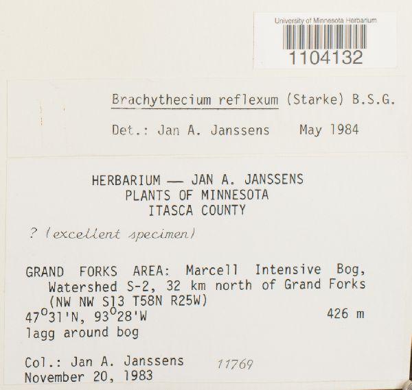 Sciuro-hypnum reflexum image