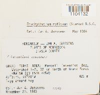 Media resource of Sciuro-hypnum reflexum