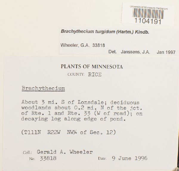 Brachythecium turgidum image
