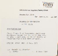 Media resource of Brachythecium turgidum