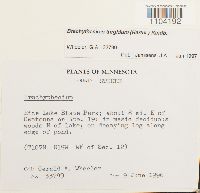 Brachythecium turgidum image