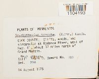 Brachythecium turgidum image