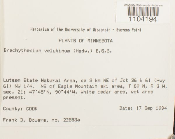 Brachythecium velutinum image