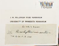 Brachythecium acutum image