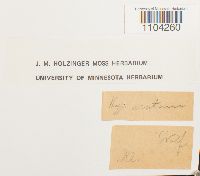 Brachythecium acutum image