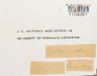 Brachythecium acutum image