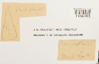 Brachythecium acutum image