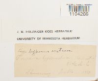 Brachythecium acutum image