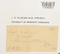 Brachythecium acutum image