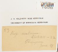 Brachythecium acutum image