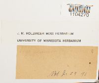 Brachythecium acutum image