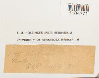 Brachythecium acutum image