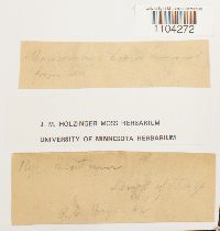 Brachythecium acutum image