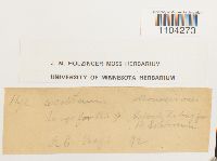 Brachythecium acutum image