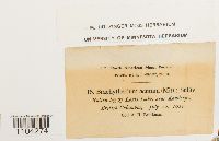 Brachythecium acutum image