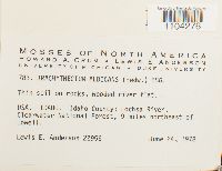 Brachythecium albicans image