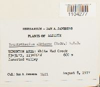 Brachythecium albicans image