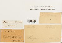 Brachythecium albicans image