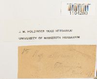 Brachythecium albicans image