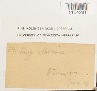 Brachythecium albicans image