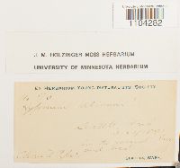 Brachythecium albicans image