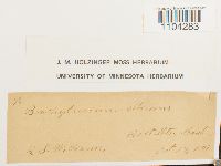 Brachythecium albicans image