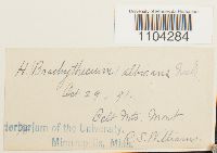 Brachythecium albicans image