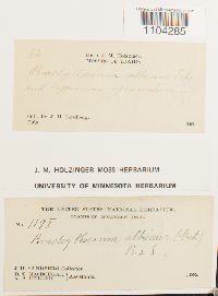 Brachythecium albicans image