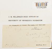 Brachythecium albicans image