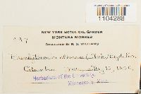 Brachythecium albicans image