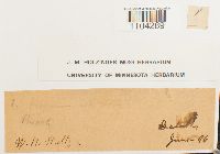 Brachythecium albicans image