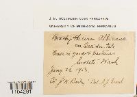 Brachythecium albicans image