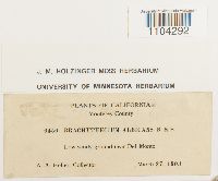 Brachythecium albicans image